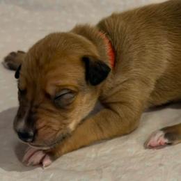 Red collar girl - Red female Greyhound puppy in St. Louis, Missouri from Velocitas Greyhounds