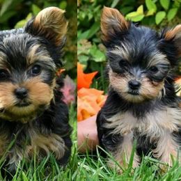 Biewer Terrier and Yorkshire Terrier Puppies from Niko Kennel