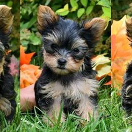 Biewer Terrier and Yorkshire Terrier Puppies from Niko Kennel