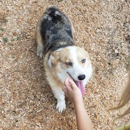 American Corgis from Silver Wood Corgis