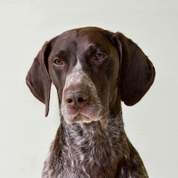 Levi - German Shorthaired Pointer