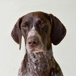 Levi - German Shorthaired Pointer