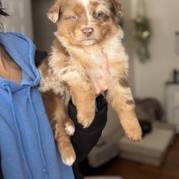 Frosty - Red merle male Australian Shepherd puppy in Tyner, Kentucky from Lil’ Town Aussies