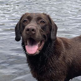 Penny - Labrador Retriever