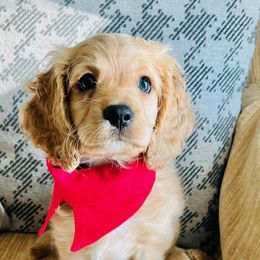 Cockapoo Puppies from Daysi's Puppies