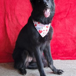 FREE delivery to many areas in the US! - Shiloh Shepherd puppy from Look Up Shilohs