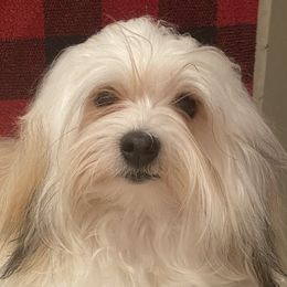 Havanese from Rhythm Rock Ranch