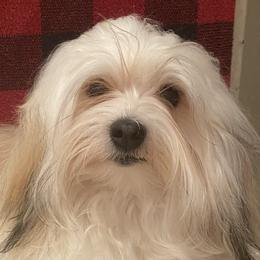 Havanese from Rhythm Rock Ranch