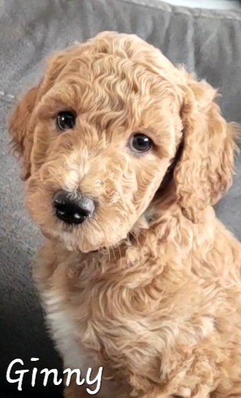Goldendoodle Puppies from M&M G-Doods