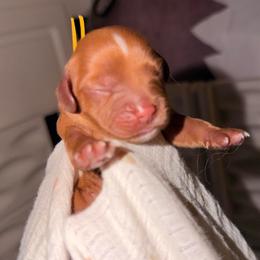 Clementine - Ruby female Cavalier King Charles Spaniel puppy in Tucson, Arizona from Cavapoo Puppy Parade