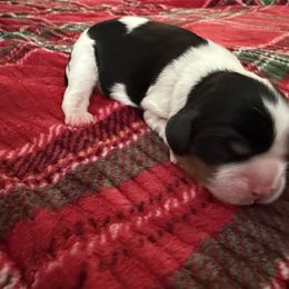 Clara - Tri-color female Cavalier King Charles Spaniel puppy in Melrose, Florida from Magnolia Hill Cavaliers and Doxies