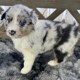 Girl 1: Aspen - Blue merle female Australian Shepherd puppy in Volant, Pennsylvania from Addie's Aussies