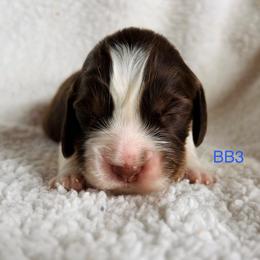 BB3 - Liver white and tan male English Springer Spaniel puppy in Britton, South Dakota from K&S Canines
