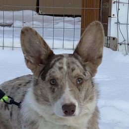 River - Cardigan Welsh Corgi