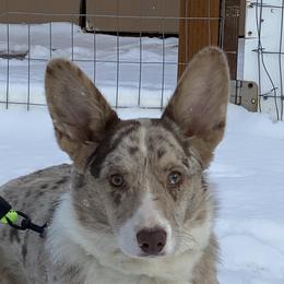 River - Cardigan Welsh Corgi