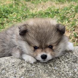 Casanova - Wolf sable male Pomeranian puppy in Decatur, Alabama from Ruby's Pomeranians