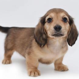VERSACE - AKC Import Lines - Cream female Dachshund puppy in Coweta, Oklahoma from Sunnyside Dachshunds