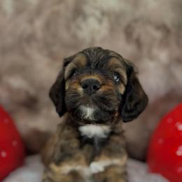 Mr. Reddington. - Black white and tan male Cockapoo puppy in Midwest City, Oklahoma from Strawberry Hill Puppy Patch