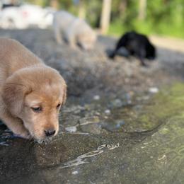 Labrador Retriever Puppies from AGL Retrievers