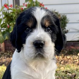 Boy 4 - English Springer Spaniel puppy in Sumter, South Carolina from Small Batch Spaniels