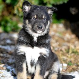 White Girl - Lumi - Black and tan female Lapponian Herder puppy in Prattsburgh, New York from Maalattu Koirankoppi Lapponian Herders