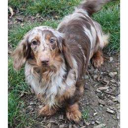Kallie - Dachshund