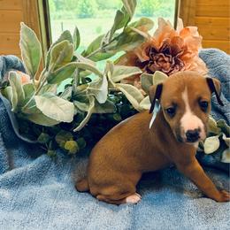 Boy 2 - Red male Italian Greyhound puppy in North Carolina from Celtic Sighthounds