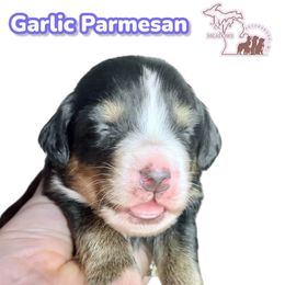 Garlic Parmesan - Black rust and white female Bernese Mountain Dog puppy in Petersburg, Michigan from J & J Meadows