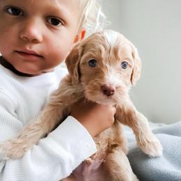 Open Pasture - Apricot male Goldendoodle puppy in Savannah, Georgia from Vino and Vespa Doodles