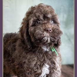 Jason - Sable male Cockapoo puppy in Connersville, Indiana from Deaz Doodle Ranch