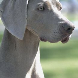 Weimaraners from Ashmore Weimaraner