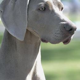 Weimaraners from Ashmore Weimaraner