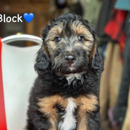 Block - Black phantom male Aussiedoodle puppy in Lancaster, Minnesota from Finney Ranch