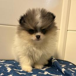 Rome - Blue merle male Pomeranian puppy in Newport Beach, California from Exotic City Pomeranians and chihuahuas