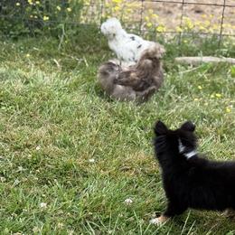Miniature American Shepherds and Toy Australian Shepherds from Legendmaker MAS