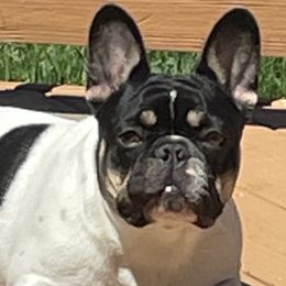 French Bulldogs from Hills sale Frenchies