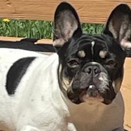 French Bulldogs from Hills sale Frenchies