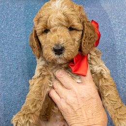 Almond - Apricot male Goldendoodle puppy in Roy, Utah from Doodles are Amazing