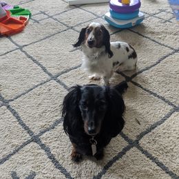 Dachshunds from BHD Farms