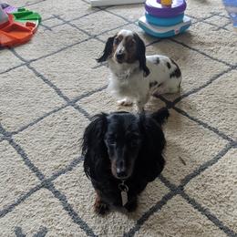 Dachshunds from BHD Farms