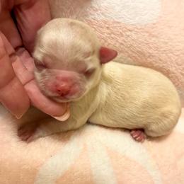 Pearl - Cream female Chihuahua puppy in Chino Valley, Arizona from Lane’s Little Long Coats