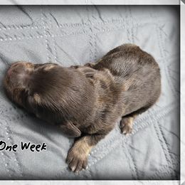 Thistle, Imported Champion Lines - Liver male Miniature Schnauzer puppy in Saratoga Springs, Utah from Happy Beard Schnauzers