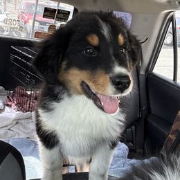 Girl 3 BLACK BETTY - Black tri-color Australian Shepherd puppy in Dayton, Nevada from Ralph's Australian Shepherds