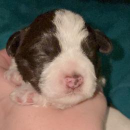 Belle - Parti female Miniature Schnauzer puppy in Troutdale, Oregon from Krystle's Miniature Schnauzers