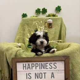 Girl 4 - White female Havanese puppy in Ann Arbor, Michigan from La Brisa Havanese