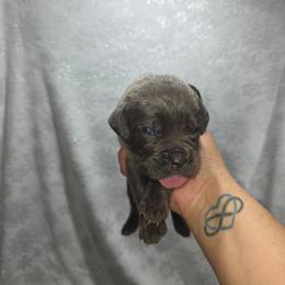 Boy 4 - Gray brindle male Cane Corso puppy in Forney, Texas from Dallas Lonestar Bullies