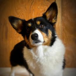 Pembroke Welsh Corgis from Firehorse Farmdogs