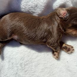Ziggy - Brown male Shihpoo puppy in Rush, New York from Care Bear Puppies