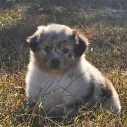 MB.BMF - Blue merle female Miniature Australian Shepherd puppy in Deer Lodge, Tennessee from KSH Aussie Haven