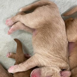 Australian Labradoodle Puppies from Salona Australian Labradoodles